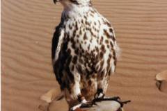 الطيور والجوارح1