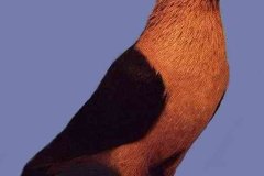 الحمام
