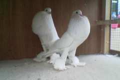 حمام