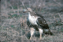 الطيور والجوارح8