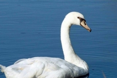 الطيور والجوارح9
