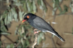 الطيور والجوارح6
