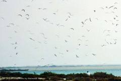 طيور البحر
