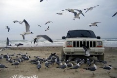 طيور بحريه