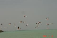 طيور فلامنجو