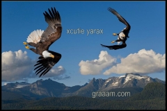 اجمل لقطات للنسور البريه7
