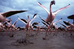 صور لضبع يقوم باصطياد طير الف1