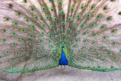 جمال الطاؤوس3