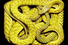 زواحف وحشرات2