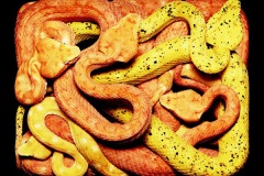 زواحف وحشرات5