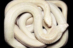 زواحف وحشرات8