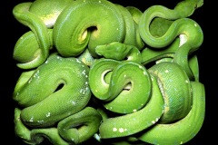 زواحف وحشرات13