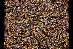 زواحف وحشرات5