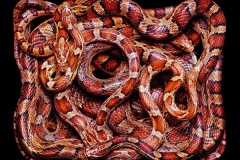 زواحف وحشرات7