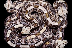 زواحف وحشرات9