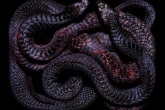 زواحف وحشرات12