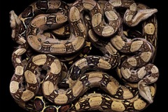 زواحف وحشرات4