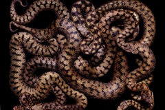 زواحف وحشرات5