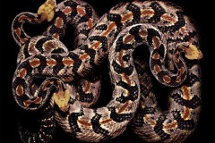 زواحف وحشرات6