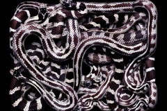 زواحف وحشرات7