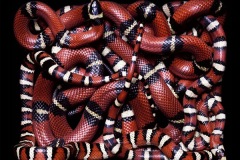 زواحف وحشرات14