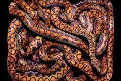 زواحف وحشرات15