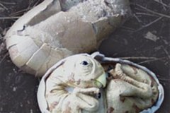 زواحف وحشرات1