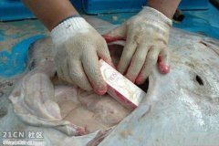 زواحف وحشرات6