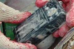 زواحف وحشرات8