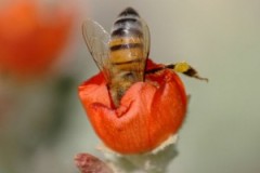 زواحف وحشرات5