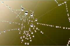 عظمة الخالق في خيوط العنكبوت5