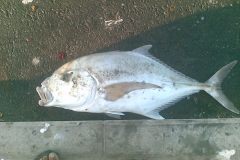 سمكة الجولان