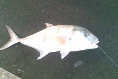 سمكة الجولان او ابوراس