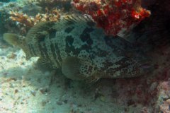 mk109239_mk49715_jj[1]