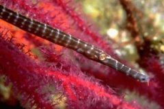 سمك12
