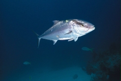 بحر10