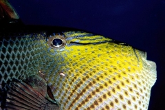 بحر12