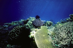 بحر22