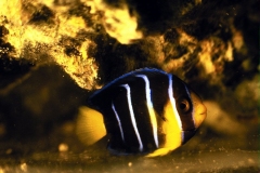 بحر26