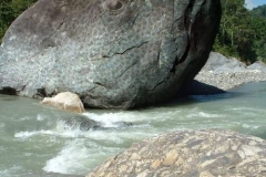 صخره  على  شكل  سمكه