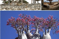 الجبال والسهول1