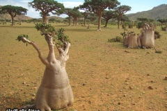 الجبال والسهول13