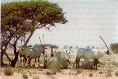 حيواان المهااااا