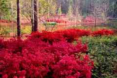 مناظر جميله