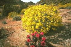 الحدائق والروابي1