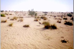 صحراء