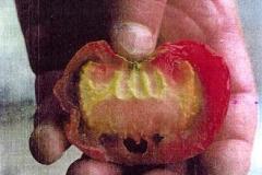 صورة  اية