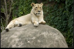 Single female lion