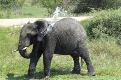 فيل elephant