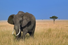 African Elephant grazing in tall summer grass, Masai Mara, Kenya, Africa
Loxodonta africana